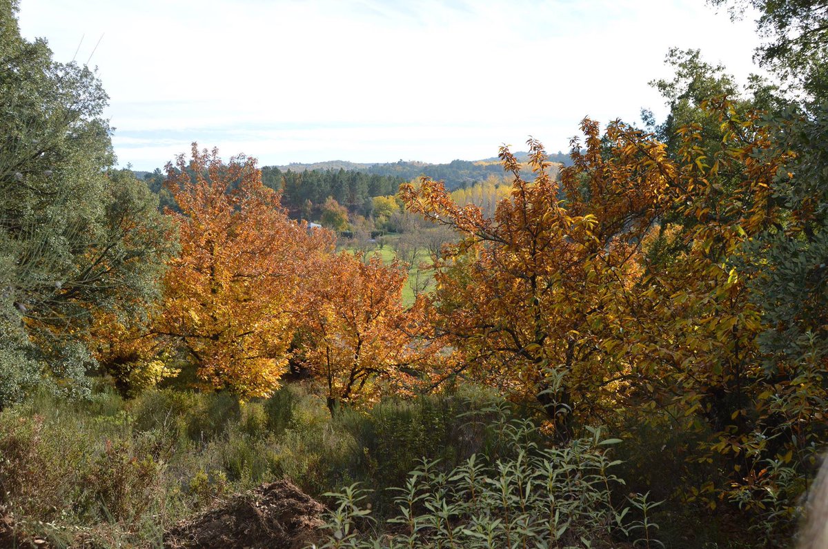 zafrax1963's tweet photo. Colores de otoño https://t.co/azdNUGsW26