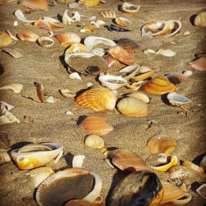 Marina Beaulieu running on the beach /sea/sand/shells..😎 Oups !! @PascalSaintJame .. 😍 🐚🌞😍 https://t