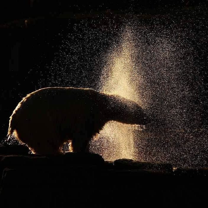 nature_twinsta's tweet photo. #Polarbear #nature #photography #travel #wildlife https://t.co/d5PbJYr0lk