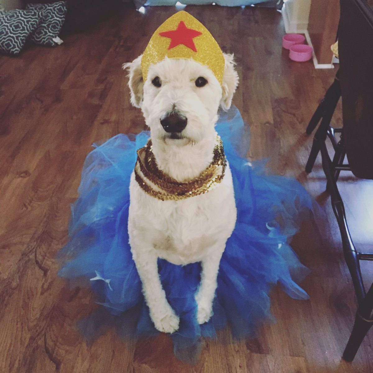 JamesonTheGDood's tweet photo. When your moms leave u w/ ur aunts &amp; they just get u and the life u lead. #Tiaralife #feelinglikewonderwoman #goldendoodle #ilovetutus https://t.co/TyX5XL5c3l