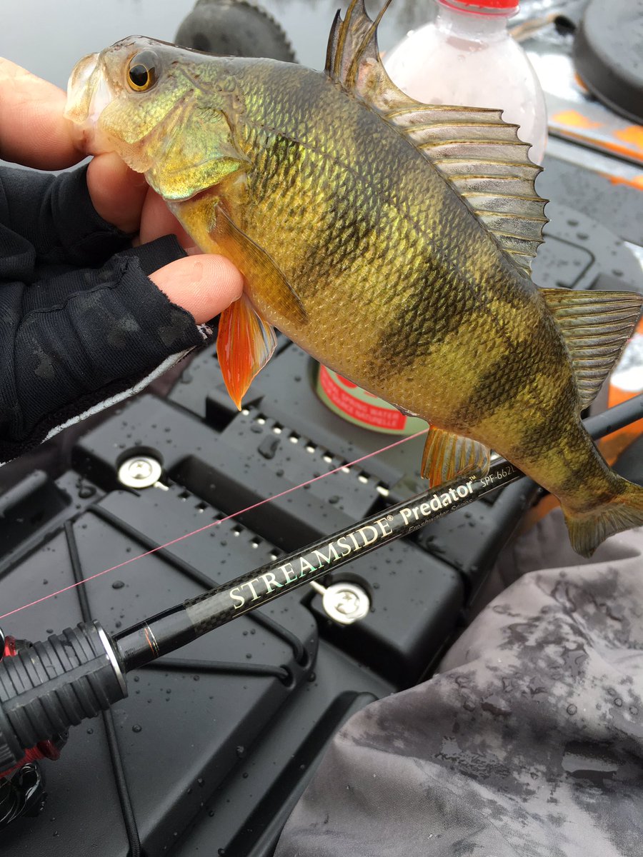 alwaysfishin1's tweet photo. #yellowperch #Trident13 #PredatorRods @WeKeepYouFishin @ScottyProducts @Columbia1938 @ocean_kayak @CANKayakAnglers @BBpaddles https://t.co/Zq3QGlCxAw
