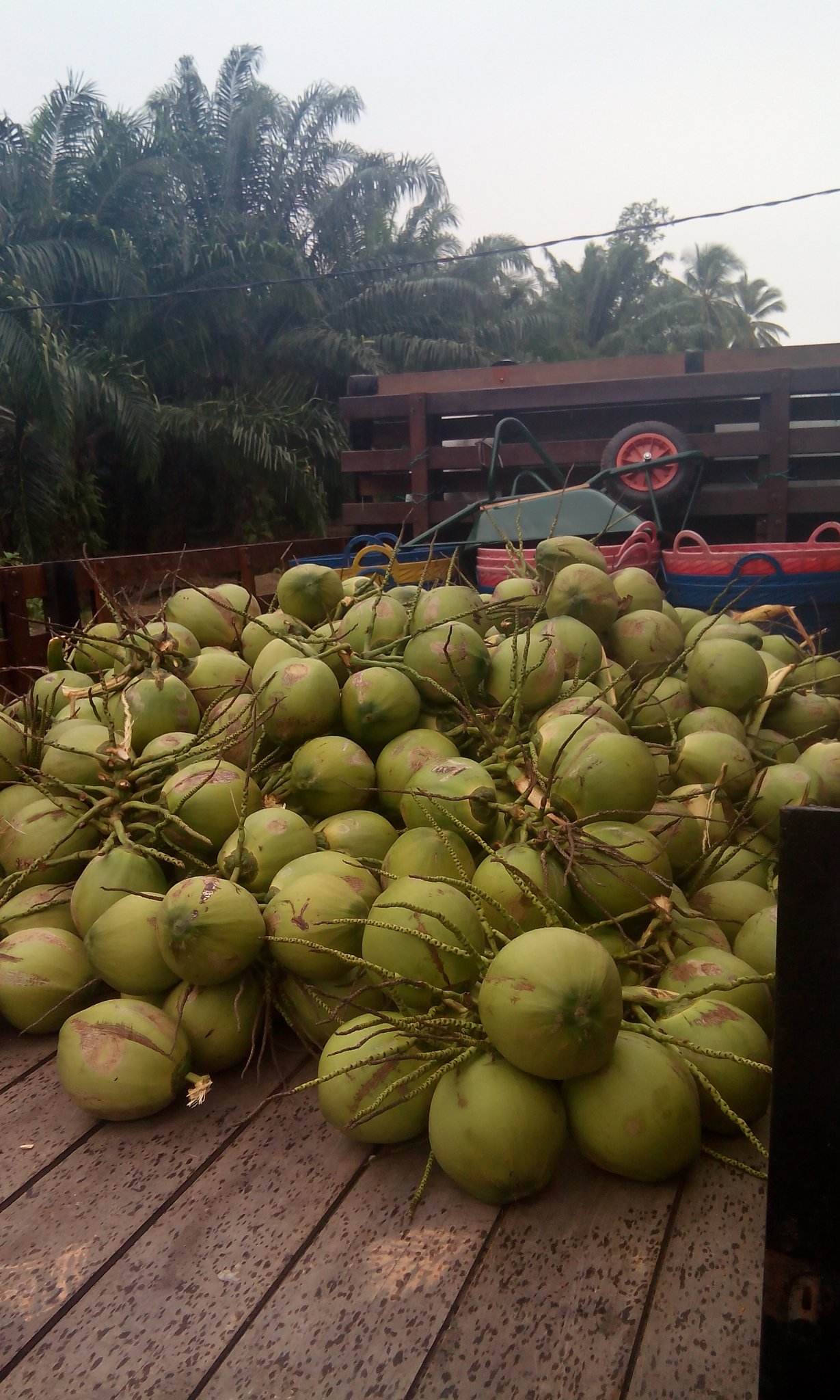 Pembekal kelapa muda