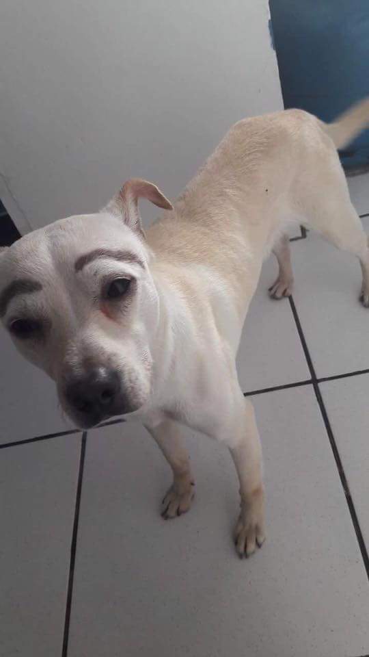 viaderrimo's tweet photo. EU NUCA RI TANTO KKKKKKKKKKKKKK https://t.co/KBsDfbwvsb