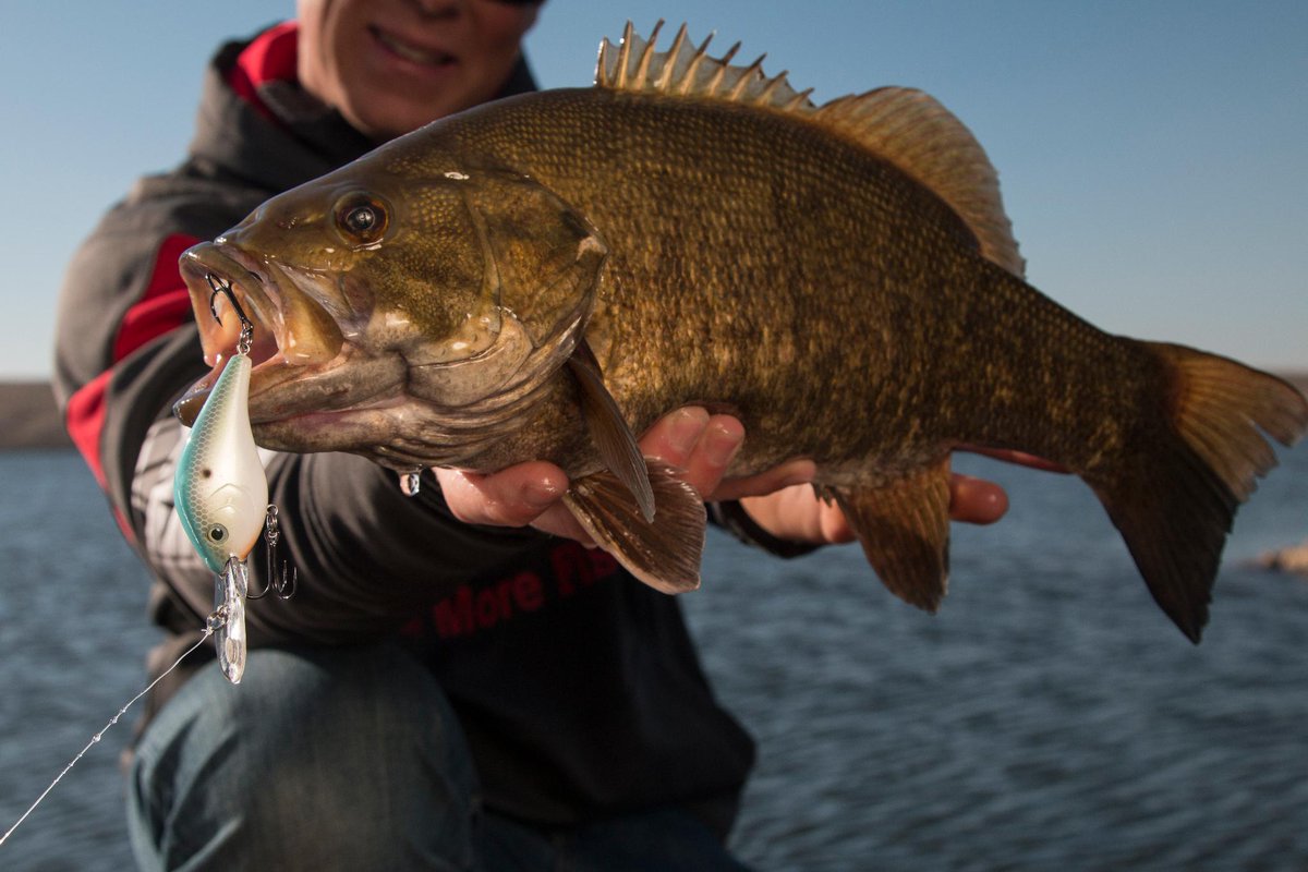 BerkleyFishing's tweet photo. Keep an eye out for the release of the Dredger. #comingsoon https://t.co/pUTWsPmrsE #BerkleyFishing #Dredger #CatchMoreFish https://t.co/VKCdjVXfdE