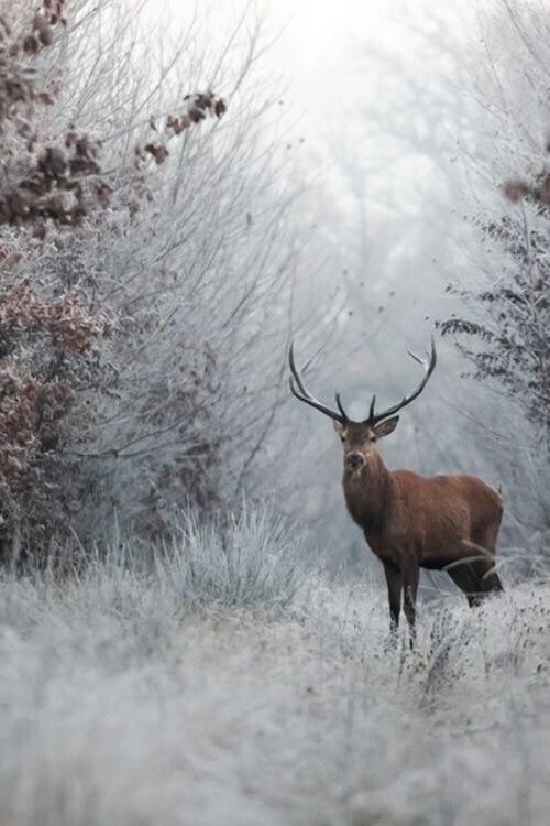 astrnebula's tweet photo. Signs Spirit Animals

Pisces - Deer: compassion, sensitivity, peace https://t.co/T0TyLnInm1