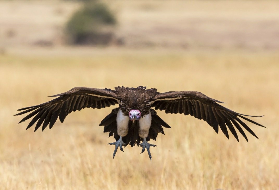 astrnebula's tweet photo. Signs Spirit Animals

Scorpio - Vulture: strength, protection, renewal https://t.co/z1LobTP8yd