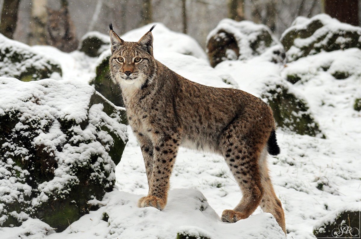 astrnebula's tweet photo. Signs Spirit Animals

Sagittarius - Wild Cat: independence, curiosity, freedom https://t.co/oPXn6mC1aT