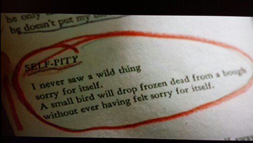 BalcYuce's tweet photo. #DHLawrence #selfpity #GIJane #quotes #philosophieoflife I never saw a wild thing sorry for itself. https://t.co/EVrESp69LS