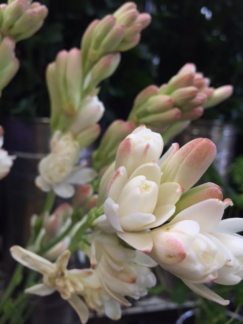 めがぽてち 青江のお花はたぶんチューベローズかなって 別名 月下香 花言葉も 危険な楽しみ 危険な戯れ 危険な快楽 冒険 で青江っぽい うお 青江めっちゃ綺麗だったよ T Co Uhuirnl8q4 Twitter