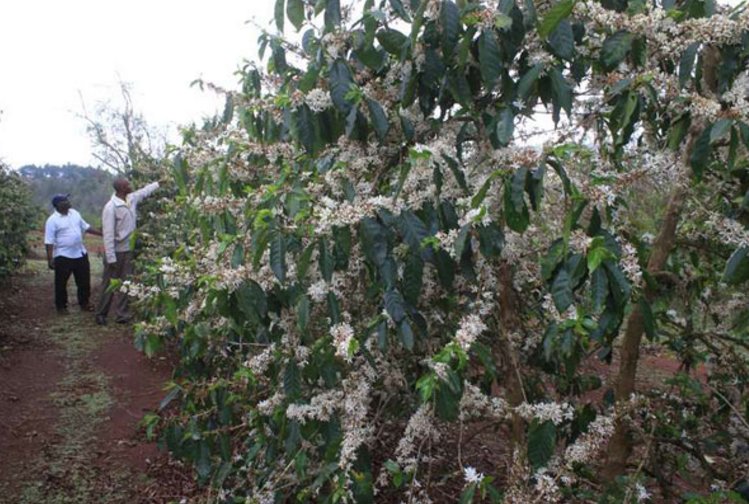 Kenya’s coffee production set to increase, says official ow.ly/hBW8306lFd8