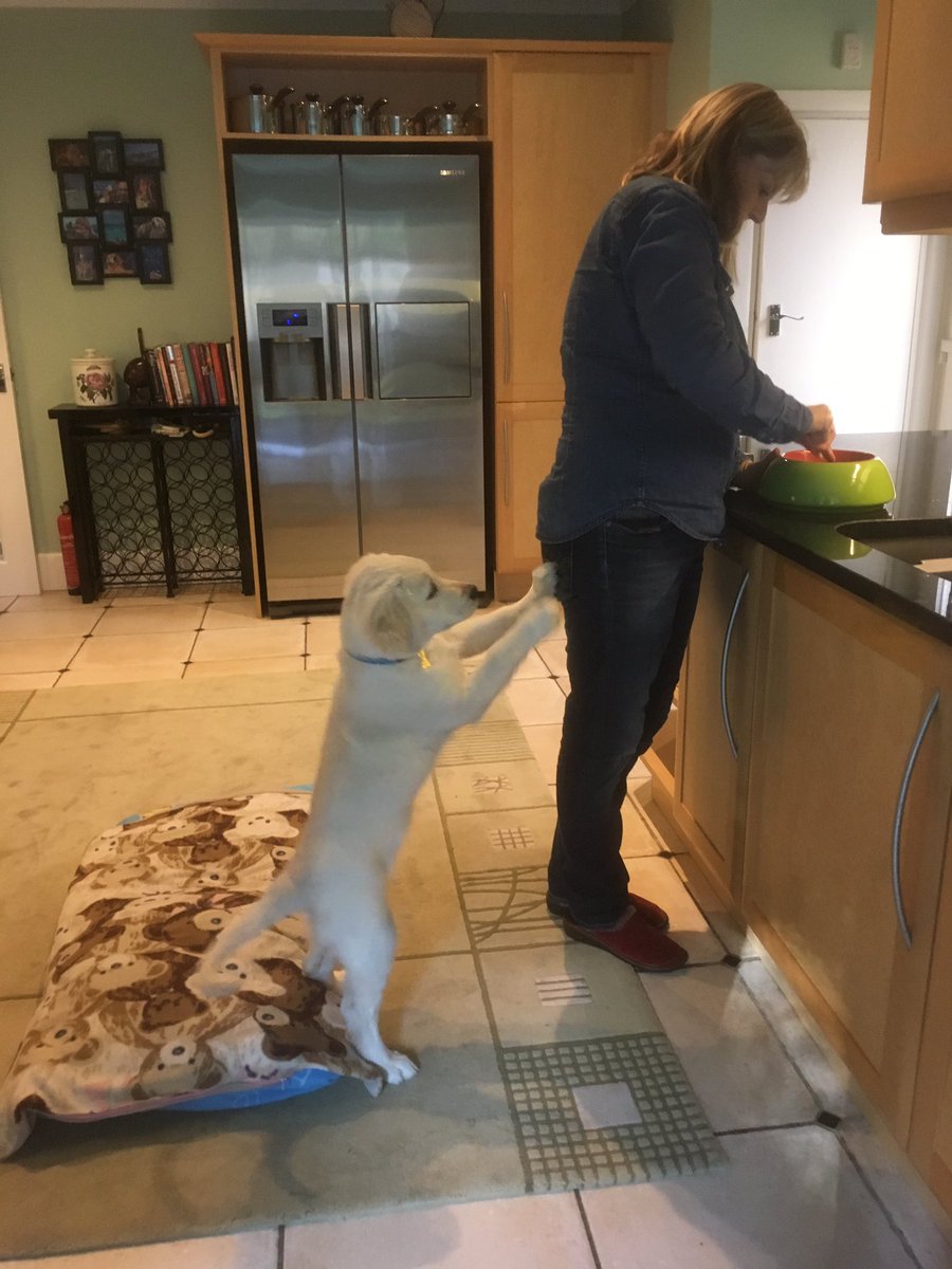 loabi_retriever's tweet photo. How to wait patiently for lunch and how not to wait patiently for lunch #SundayLunch #ardengrange https://t.co/6IAlAaFpQY