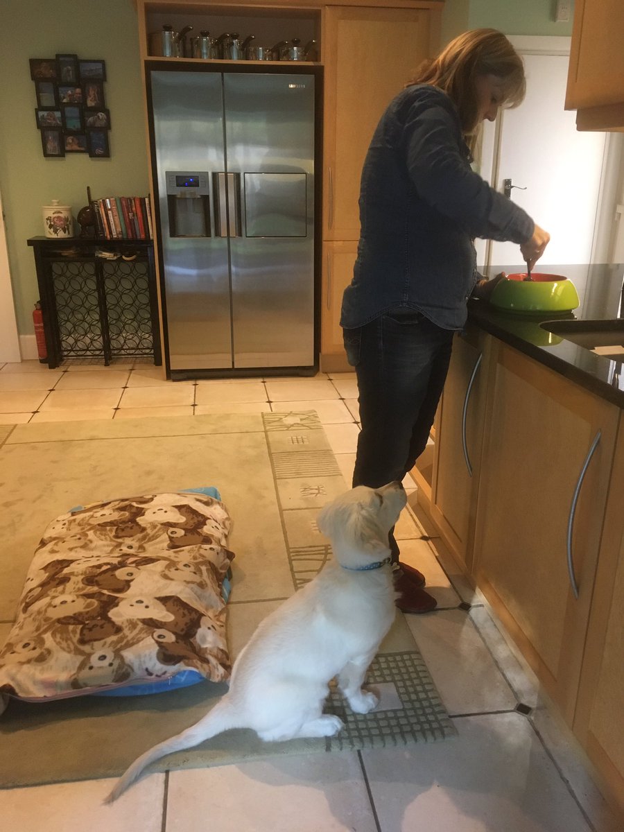 loabi_retriever's tweet photo. How to wait patiently for lunch and how not to wait patiently for lunch #SundayLunch #ardengrange https://t.co/6IAlAaFpQY