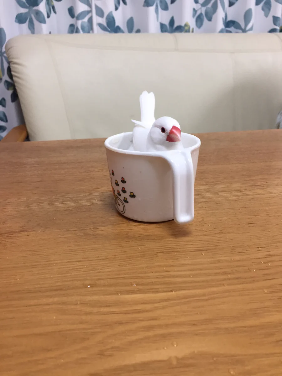 文鳥、ついにマグカップで浸かるようになるｗｗ