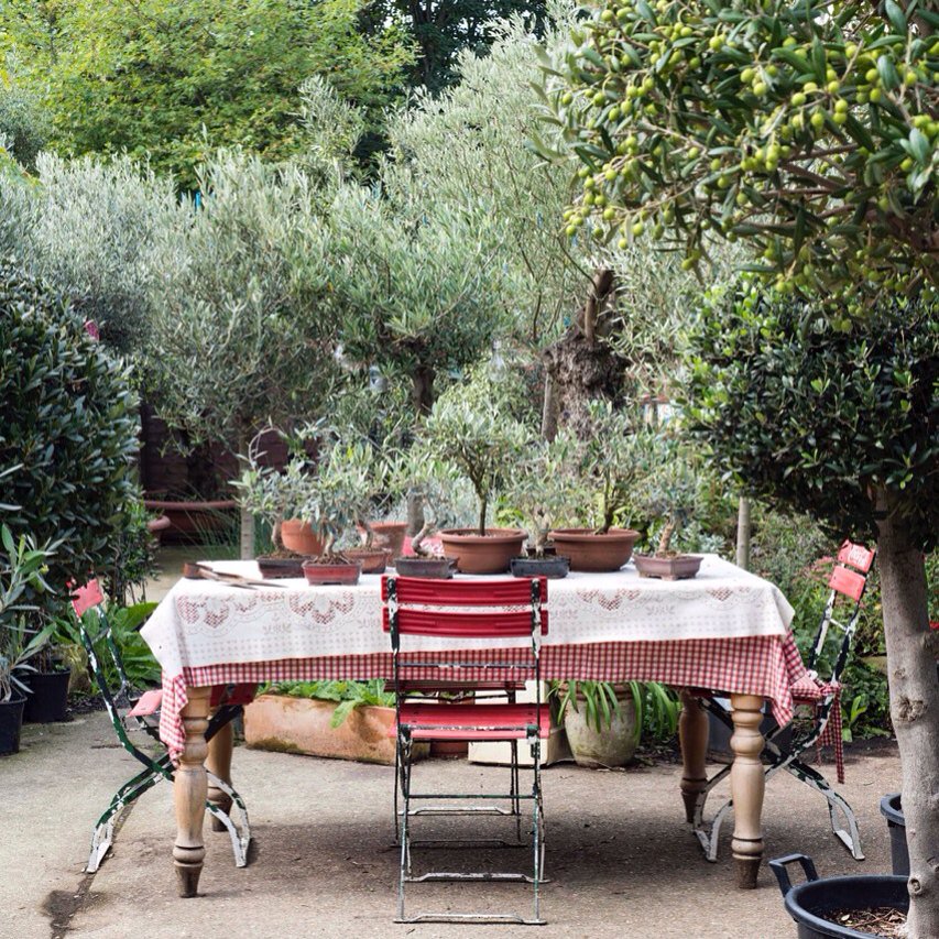 NorwichGardens's tweet photo. Olive Trees big &amp; small. Olive trees we have them all @NorfolkOliveCo #Hardy #Evergreen https://t.co/M78HPnXD1M https://t.co/4EzUib2uhF