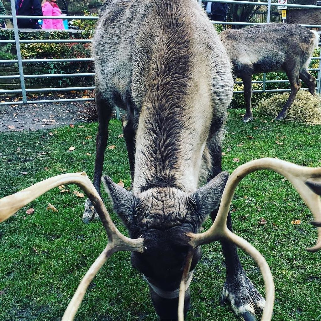 LoveCambridge_'s tweet photo. The reindeer are out again today at The Round Church #Cambridge #SwitchOn2016 https://t.co/chWYBsAz2y https://t.co/cXwHRW1vPs
