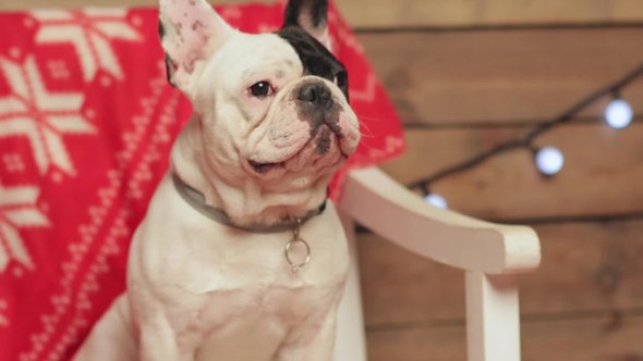 Nulled_Warez's tweet photo. #French #Bulldog And Christmas - #ADcour #Black #Celebration #Claus #Doggy #Face #Friend #Funny https://t.co/J4226oMgMG https://t.co/edyUJ5d2lA