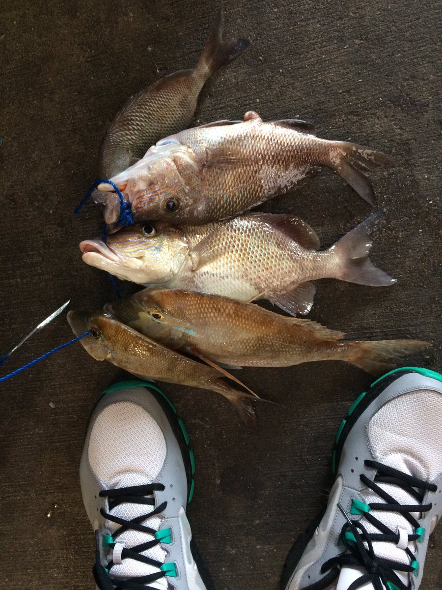 FishinwithPiotr's tweet photo. My catch from my first ever salt water fishing https://t.co/1eyB30MvnN