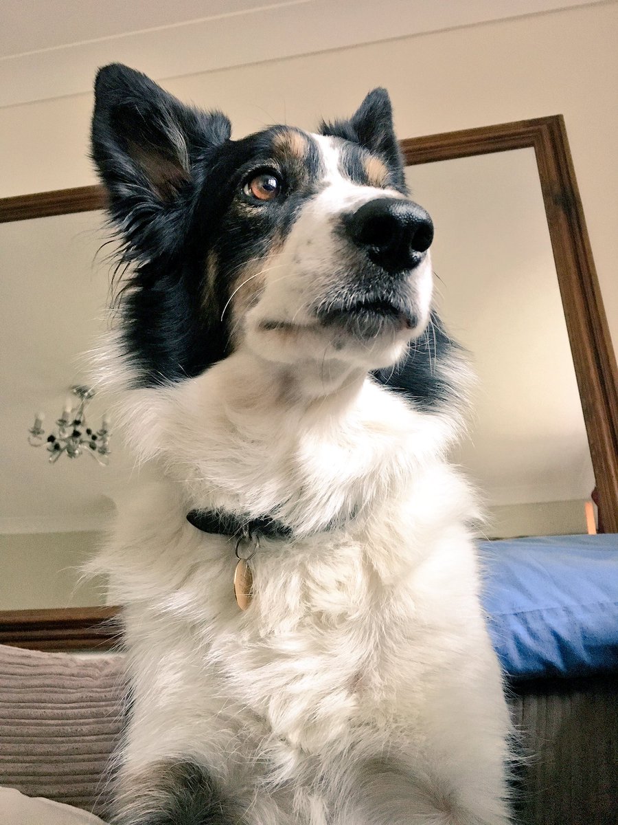 Kesthecollie's tweet photo. Here I am thinking about the meaning of dogsistence #philosopherdogs https://t.co/sgA3HWMpX9