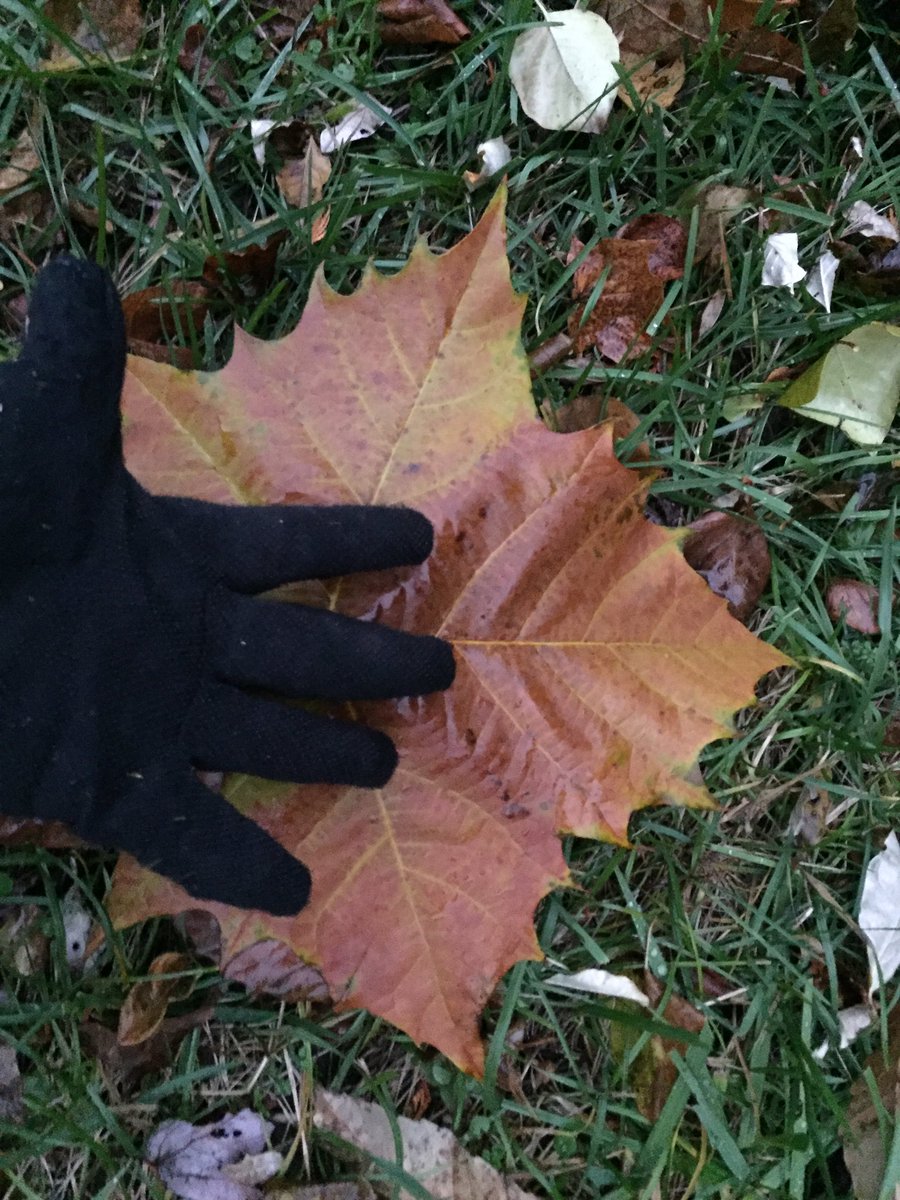 chrislb104's tweet photo. Found this leaf from this tree. What kind of tree is it? @ConsulArborists @arborday @GreenURI @ClimbingArb #hugeleaf #whattreeisthis https://t.co/zzlfd7eGTT