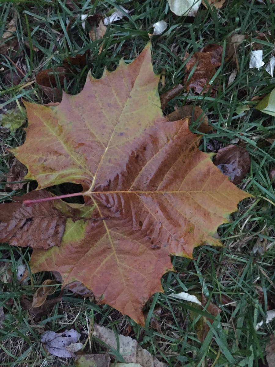 chrislb104's tweet photo. Found this leaf from this tree. What kind of tree is it? @ConsulArborists @arborday @GreenURI @ClimbingArb #hugeleaf #whattreeisthis https://t.co/zzlfd7eGTT