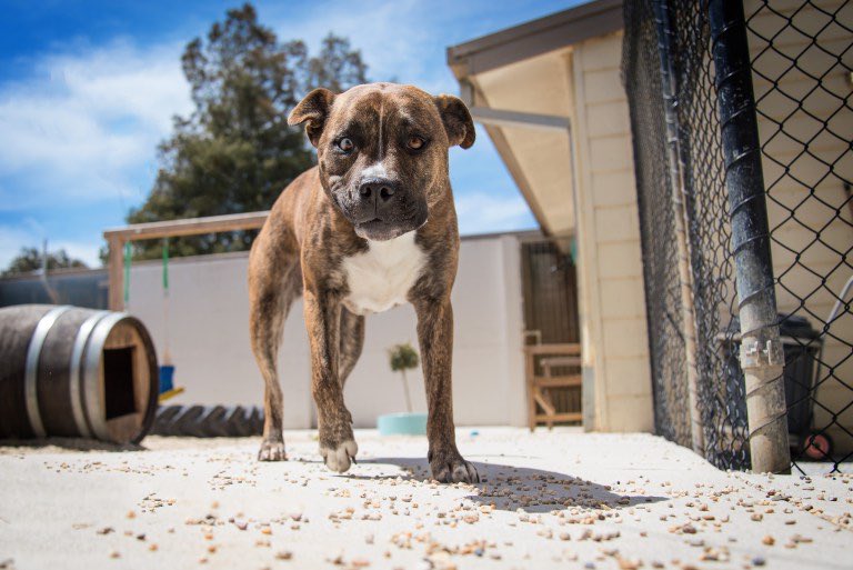 PawtraitPerfect's tweet image. Photographers Giving Back by @EVMphoto pawtraitperfect.com/photographers-… #petphotography #petphotographer #shelterdog #doglover