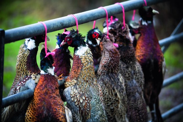 How long should game be hung? 

facebook.com/www.shootinguk…