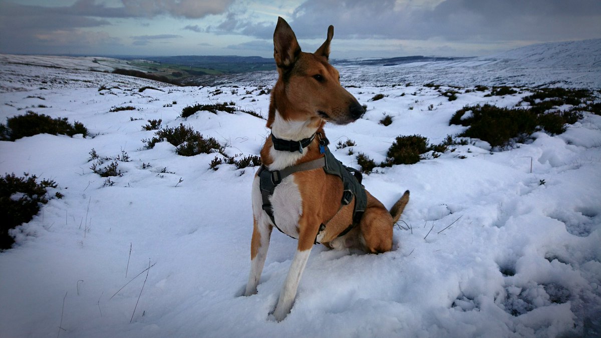 ViggoTheSmooth's tweet photo. Has a lovely walk in the snow with my humans ❄ #snow #dogs #smoothcollie https://t.co/KtsTNYzaSq