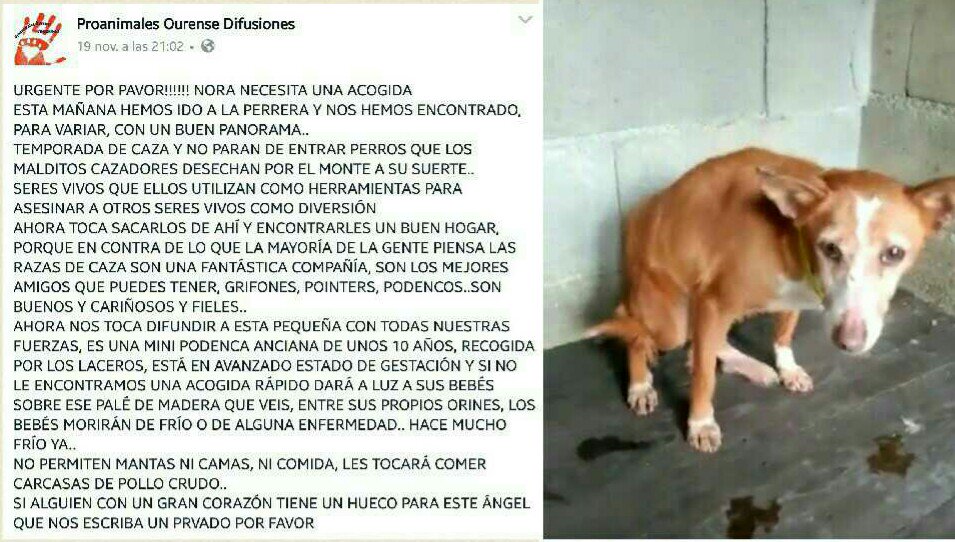 ACOGIDA URGENTE! ABUELITA A PUNTO DE PARIR en la perrera de #Orense No permiten camas ni mantas! VAN A MORIR DE FRÍO m.facebook.com/story.php?stor…
