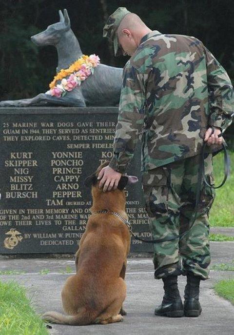 THEANTHEMGIRL's tweet photo. Some heroes have four paws and fur...  🇺🇸 https://t.co/Bbq7by0xhN