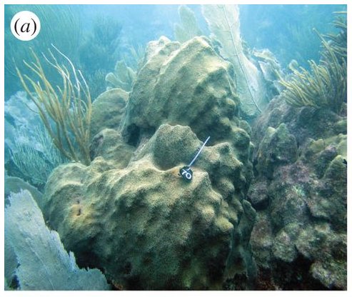 #Coral innate immune systems remain suppressed for over a year after a bleaching event: bit.ly/2f893fe