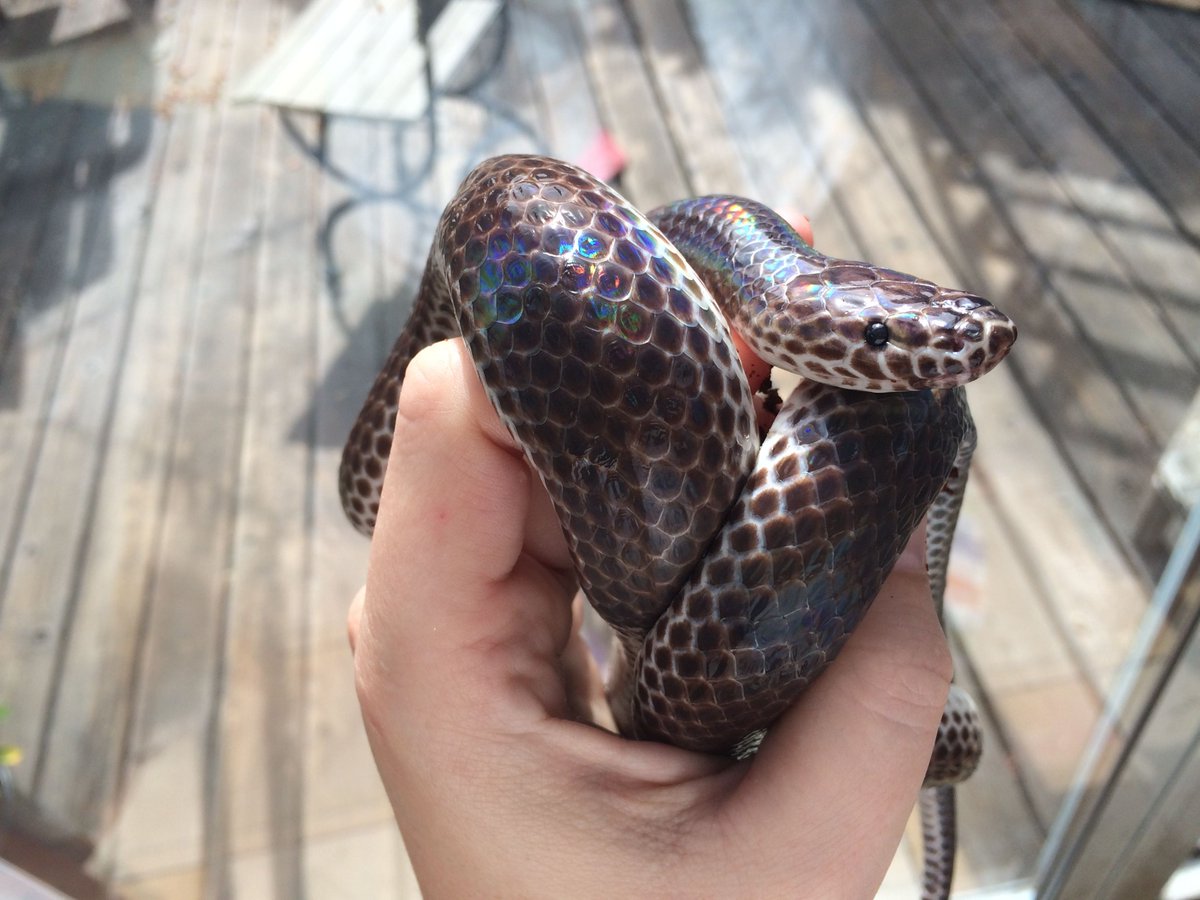 PapayaPythons's tweet image. Freya Face! #Sunbeam Sunday~ (Xenopeltis unicolor)