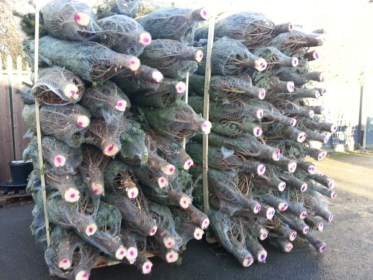 Gleaveshgc's tweet photo. Christmas Trees are on their way and will be arriving with us in the morning for us to display and then ready for sale on Tuesday - ho ho ho https://t.co/QnAQuqeZzz