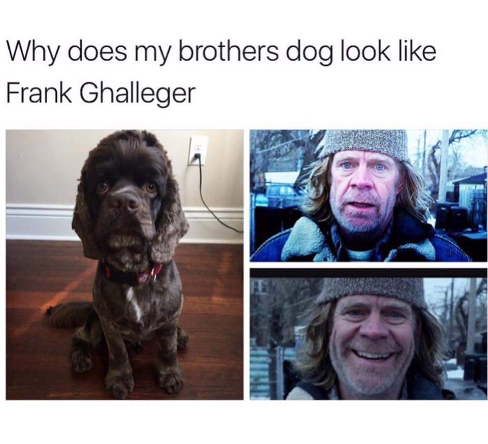 reeneesalz's tweet image. 😂😂😂 Made my morning!! #frank #dogsrule