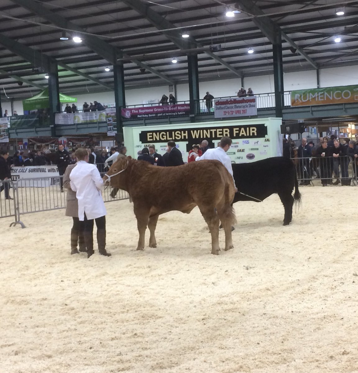 RadnorYFC's tweet photo. A stockjudging Sunday for Radnor members at @Engwinterfair #radyfc https://t.co/3S7JX9hMVt
