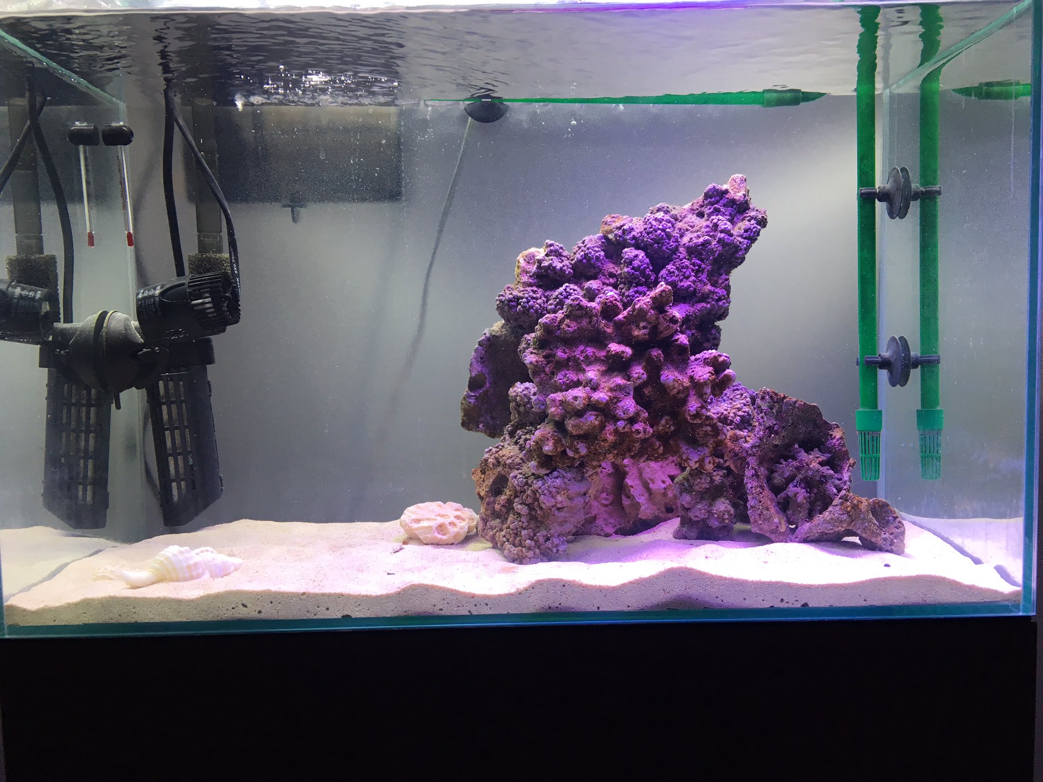 たけ 海水水槽5日目 コケが少し出てきました ライブロックもう少しかっこよく組みたい W 水質検査 ライトスタンド作成 コケ取り生体導入 配線整理 タイマー設置 課題が山積み 水槽 海水水槽 アクアリウム T Co
