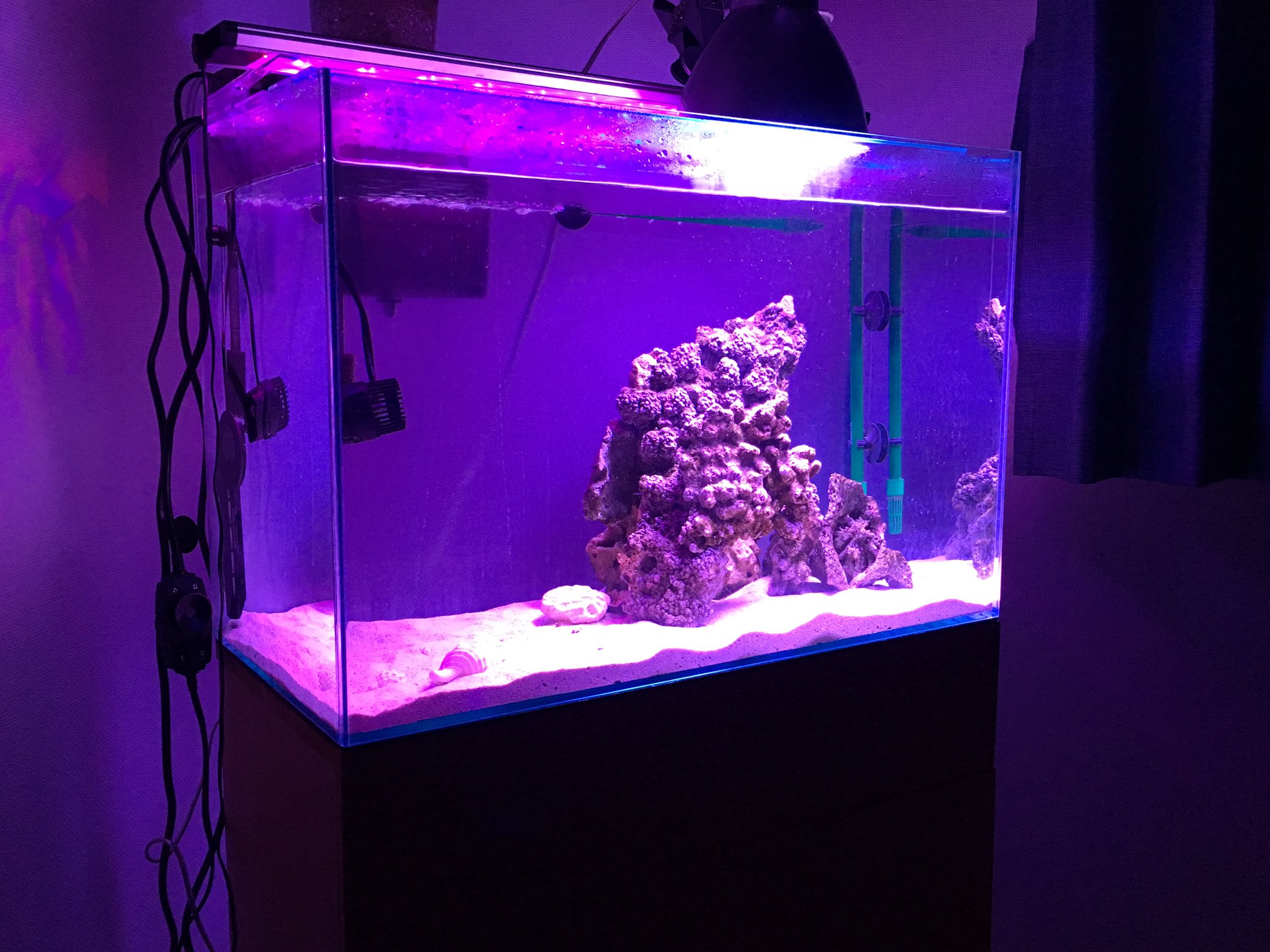 たけ 海水水槽5日目 コケが少し出てきました ライブロックもう少しかっこよく組みたい W 水質検査 ライトスタンド作成 コケ取り生体導入 配線整理 タイマー設置 課題が山積み 水槽 海水水槽 アクアリウム T Co たけ 海水水槽5日目 コケが少し出てきました ライブロックもう少しかっこよく組みたい W 水質検査 ライトスタンド作成 コケ取り生体導入 配線整理 タイマー設置 課題が山積み 水槽 海水水槽 アクアリウム T Co