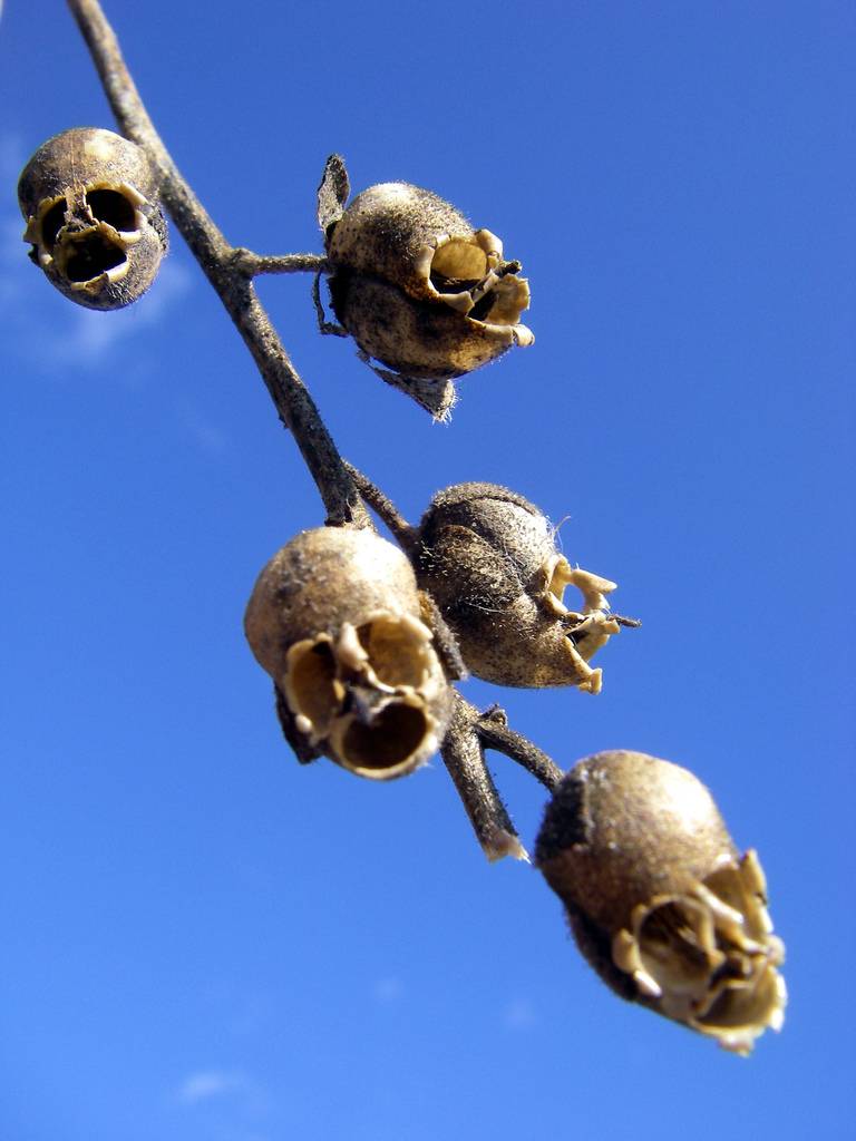 Nature Is Weird on Twitter: "Snapdragon seed pods look like little ...