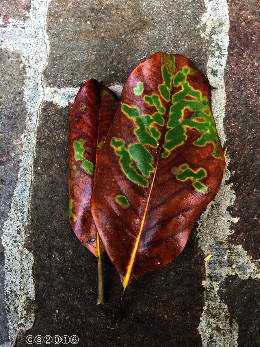 ChiaraSattin's tweet photo. #natural #pixelview on my #magnolia #leaves  #AutumnColors #masterpiece #wow #NaturePorn @pantone https://t.co/10of8cuFCi