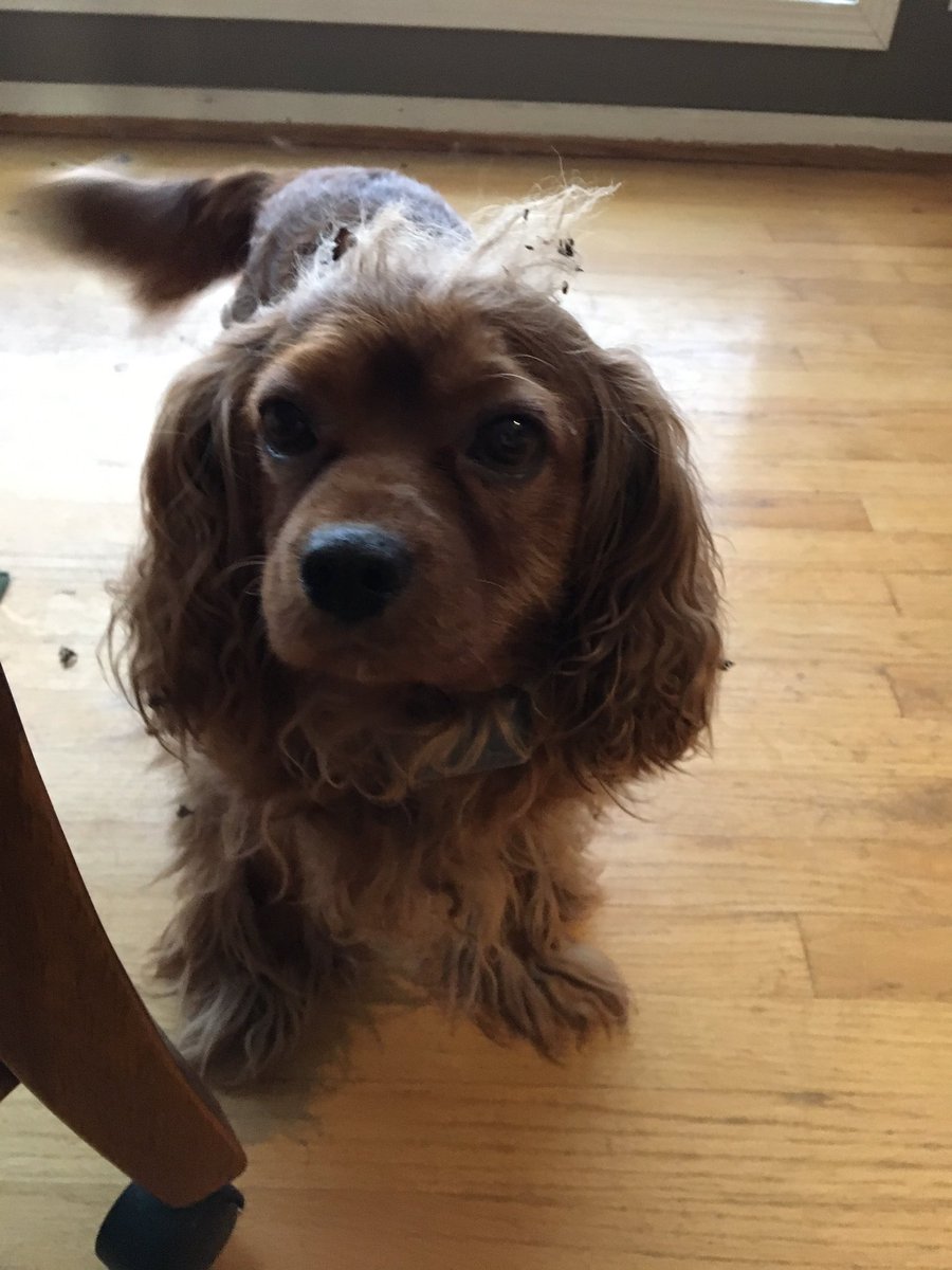 loesshillsflr's tweet photo. #Sundayfunday #bedhead #rubycav #cavlife https://t.co/lJtochmJzx