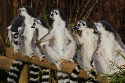 Here's looking at you! #Lemurs #RingtailedLemurs