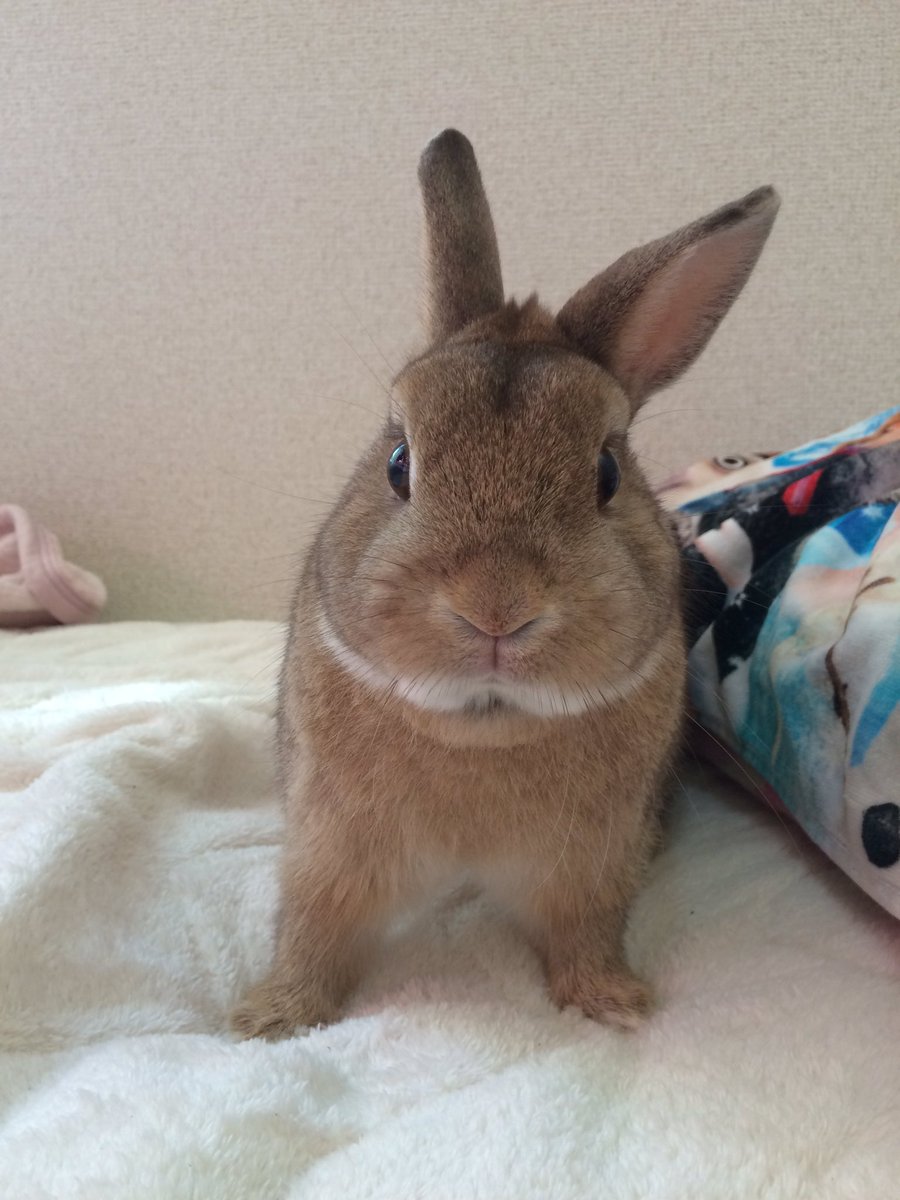 acehri3's tweet photo. 僕はでぃっちゃん。２歳の男の子でネザーランドって種類🐰
本名はでぃず！
ママしゃんがディズニー好きだからそこから付けた名前なんだって🎈
沢山のうさ友さんがほしいので仲良くして下さい🐰❤️
うさぎなのにうさぎらしくない僕ですが宜しくです😊

#うさぎ
#ネザーランド https://t.co/LIDfjGYT7S
