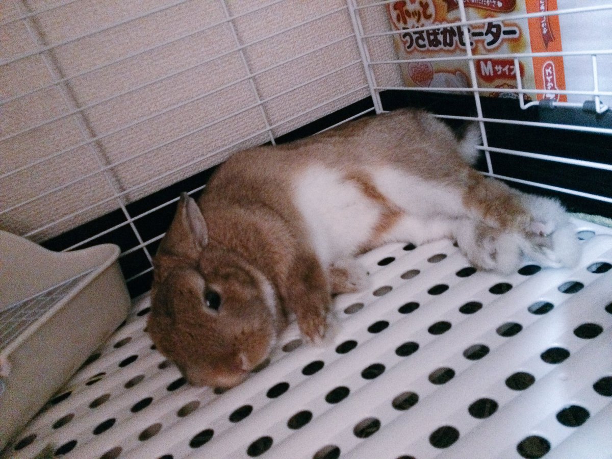acehri3's tweet photo. 僕はでぃっちゃん。２歳の男の子でネザーランドって種類🐰
本名はでぃず！
ママしゃんがディズニー好きだからそこから付けた名前なんだって🎈
沢山のうさ友さんがほしいので仲良くして下さい🐰❤️
うさぎなのにうさぎらしくない僕ですが宜しくです😊

#うさぎ
#ネザーランド https://t.co/LIDfjGYT7S