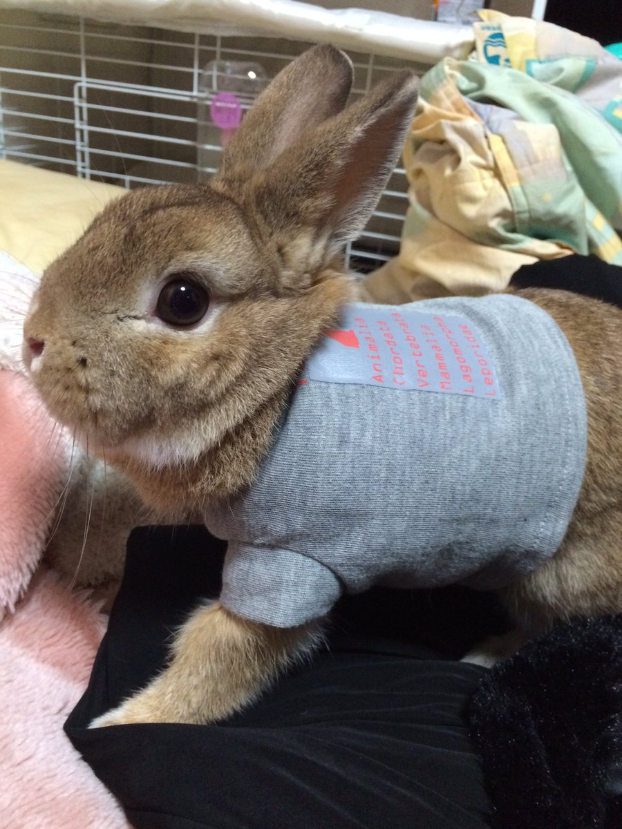 acehri3's tweet photo. 僕はでぃっちゃん。２歳の男の子でネザーランドって種類🐰
本名はでぃず！
ママしゃんがディズニー好きだからそこから付けた名前なんだって🎈
沢山のうさ友さんがほしいので仲良くして下さい🐰❤️
うさぎなのにうさぎらしくない僕ですが宜しくです😊

#うさぎ
#ネザーランド https://t.co/LIDfjGYT7S