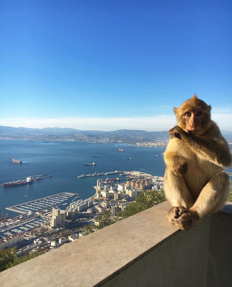 GibraltarPics's tweet photo. 🐒🐒🐒Top Of The Rock 🐒🐒🐒

#Gibraltar https://t.co/kwIkaopVNM
