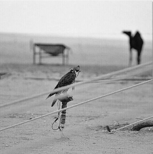 9ed_qtr's tweet photo. 🎼

وياوجودي عند الاشفاق عقب العصير...🎤💔
https://t.co/VExGPbervn🎧

🎵ذوق |غيداء شعر https://t.co/4ZCr0AkyDb