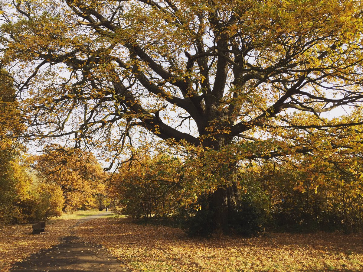 Autumn vibes