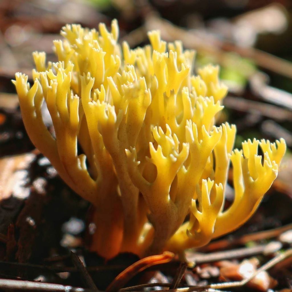 Texturologist's tweet photo. A multi-branched coral mushroom furtively grows in the forest.

#coralmushroom #mushroom #… https://t.co/q0TRWawq7W https://t.co/CpzNNApMhU
