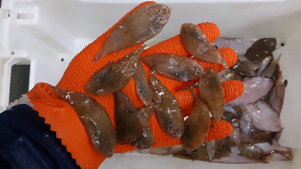 btscholten's tweet photo. Brussel eist dat alle vissers de babyvisjes die in hun netten komen, mee naar de wal brengen.  Een bizarre en onuitvoerbare maatregel. https://t.co/lJV8bEBn4u