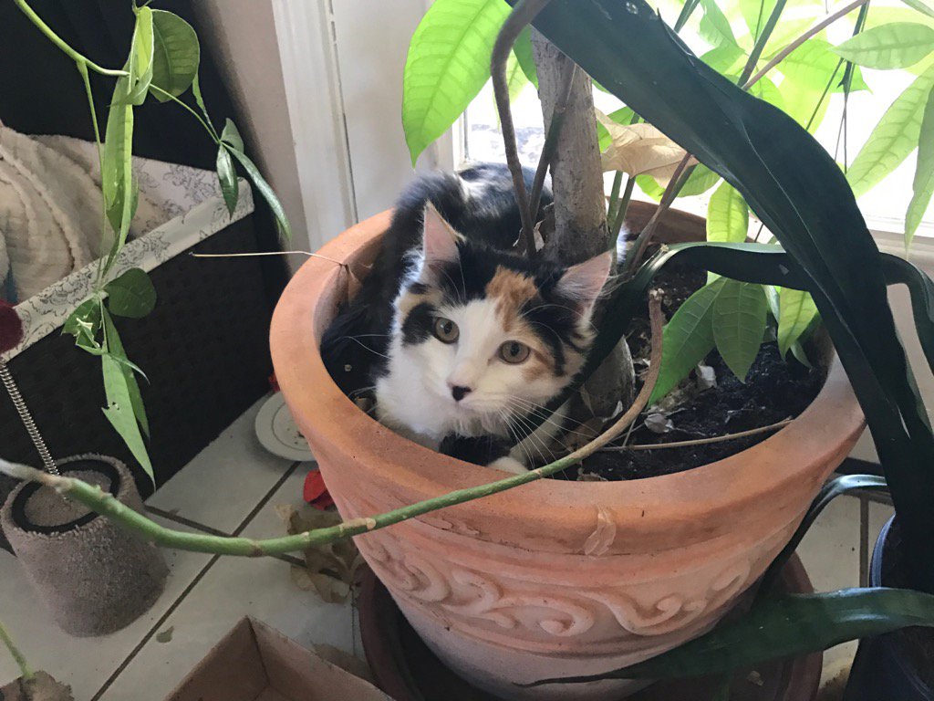 fearthecute's tweet photo. For best results, don't water. #dotupdate #sundayfloof https://t.co/doF26Cgjq8