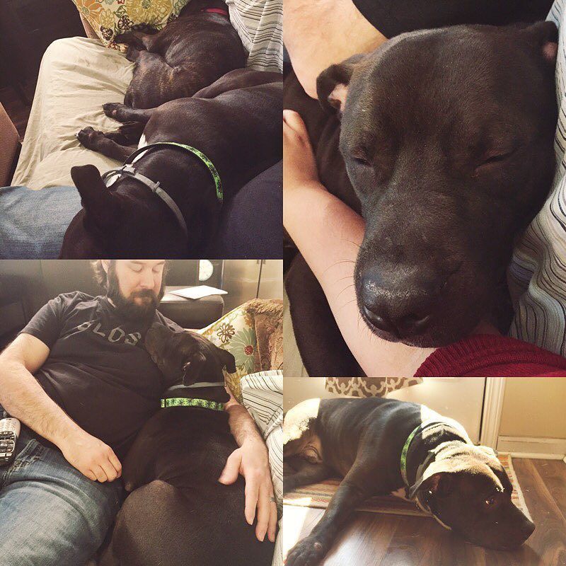 dogsofbham's tweet photo. Good morning #DogsofBham &amp; #InstagramBham community! It's @seoulinthemagiccity and I want … https://t.co/Kxb0eXqJeC https://t.co/xvayNahuBU